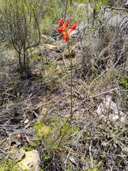 Tritoniopsis triticea