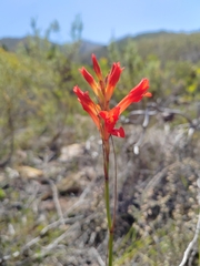 Tritoniopsis triticea