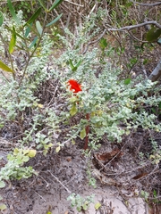 Haemanthus coccineus