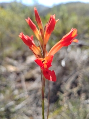 Tritoniopsis triticea