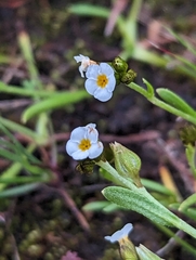 Plagiobothrys austinae