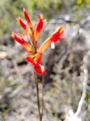 Tritoniopsis triticea