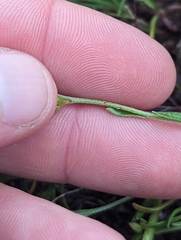 Plagiobothrys austinae