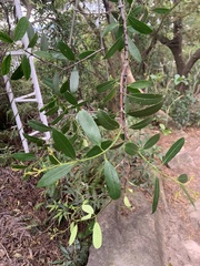 Anodendron affine