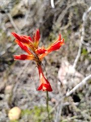 Tritoniopsis triticea