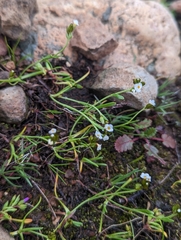 Plagiobothrys austinae