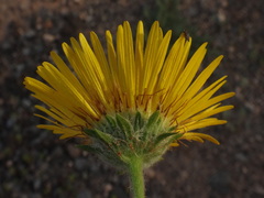 Pulicaria canariensis image