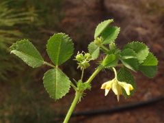 Medicago truncatula