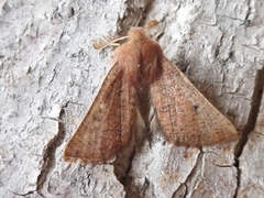 Dasycorsa modesta