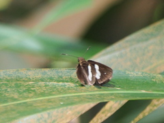Notocrypta paralysos