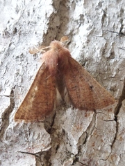 Dasycorsa modesta