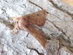 Dasycorsa modesta