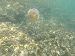 Phyllorhiza punctata