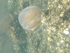 Phyllorhiza punctata