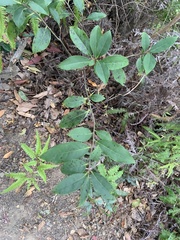 Diospyros morrisiana