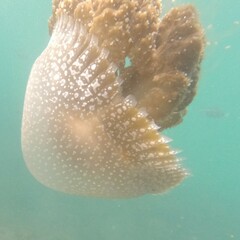 Phyllorhiza punctata