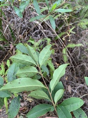Diospyros morrisiana