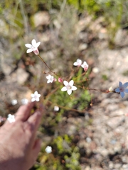 Campanuloideae