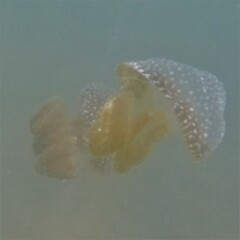 Phyllorhiza punctata
