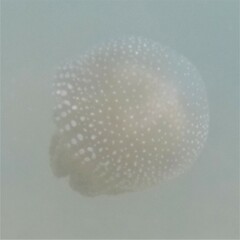 Phyllorhiza punctata