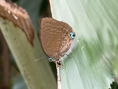Arhopala major