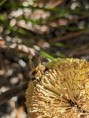 Apis mellifera