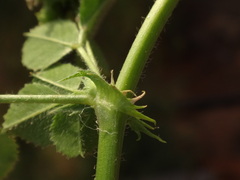 Medicago truncatula