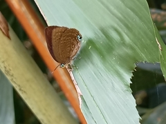 Arhopala major