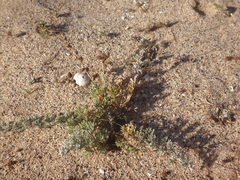 Artemisia reptans image