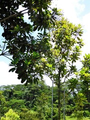 Buchanania arborescens