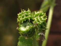 Medicago truncatula