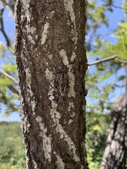 Platypleura techowi