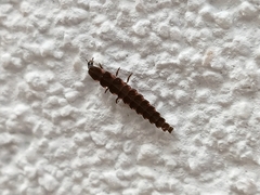Nyctophila reichii
