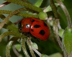 Gonioctena fornicata