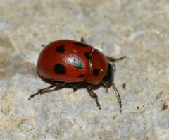 Gonioctena fornicata