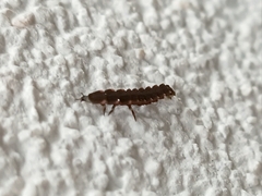 Nyctophila reichii