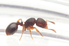 Lordomyrma