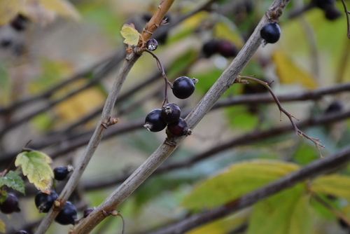 Dikusha currant (Ribes dikuscha)