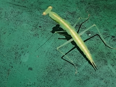 Tropidomantis gressitti