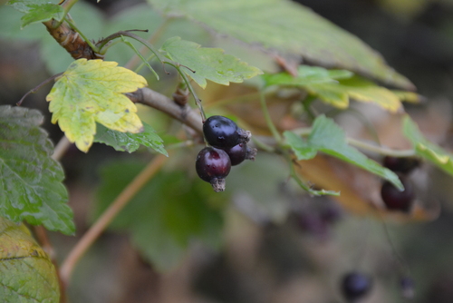 Image of Ribes dikuscha by no rights reserved