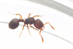 Lordomyrma