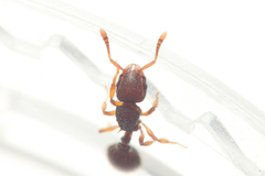 Lordomyrma