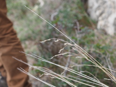 Oryzopsis coerulescens