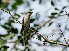 Pericrocotus divaricatus