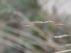 Oryzopsis coerulescens