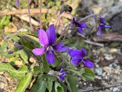 Viola inconspicua