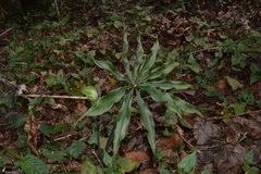 Arisaema formosanum