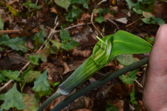 Arisaema formosanum