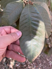 Trichocladus ellipticus