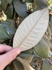 Trichocladus ellipticus